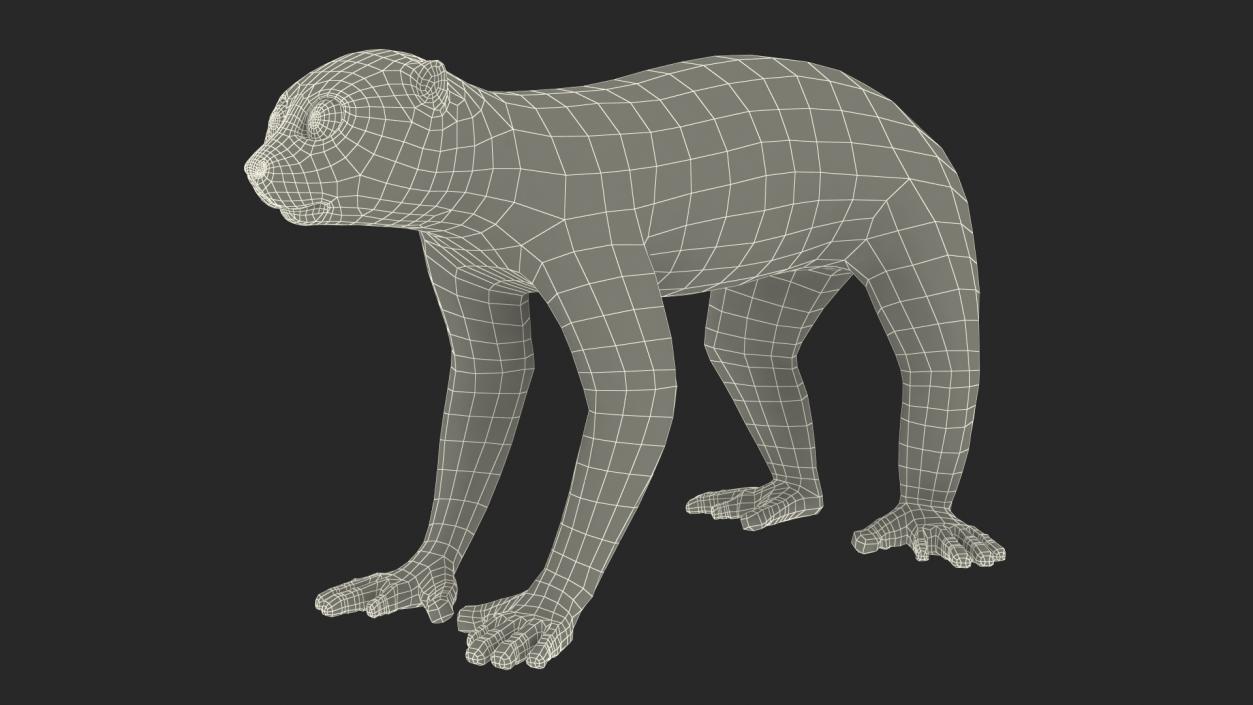 3D Lemur Slow Loris Rigged model