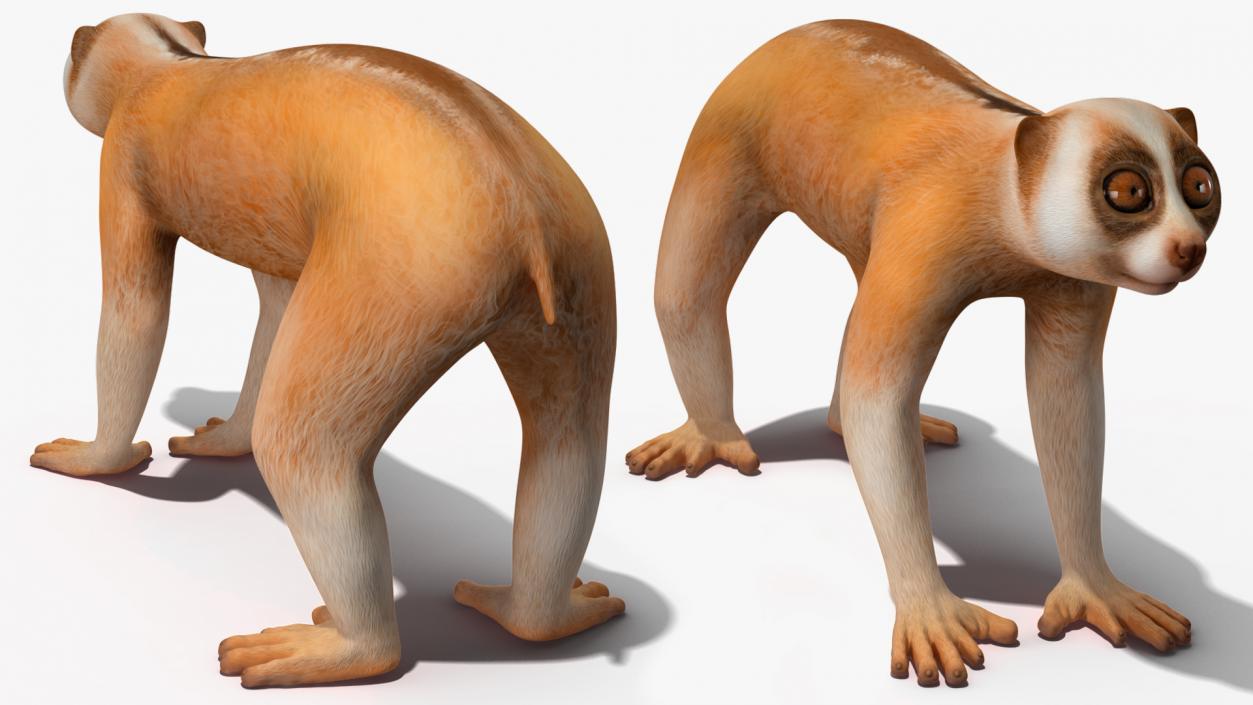 3D Lemur Slow Loris Rigged model