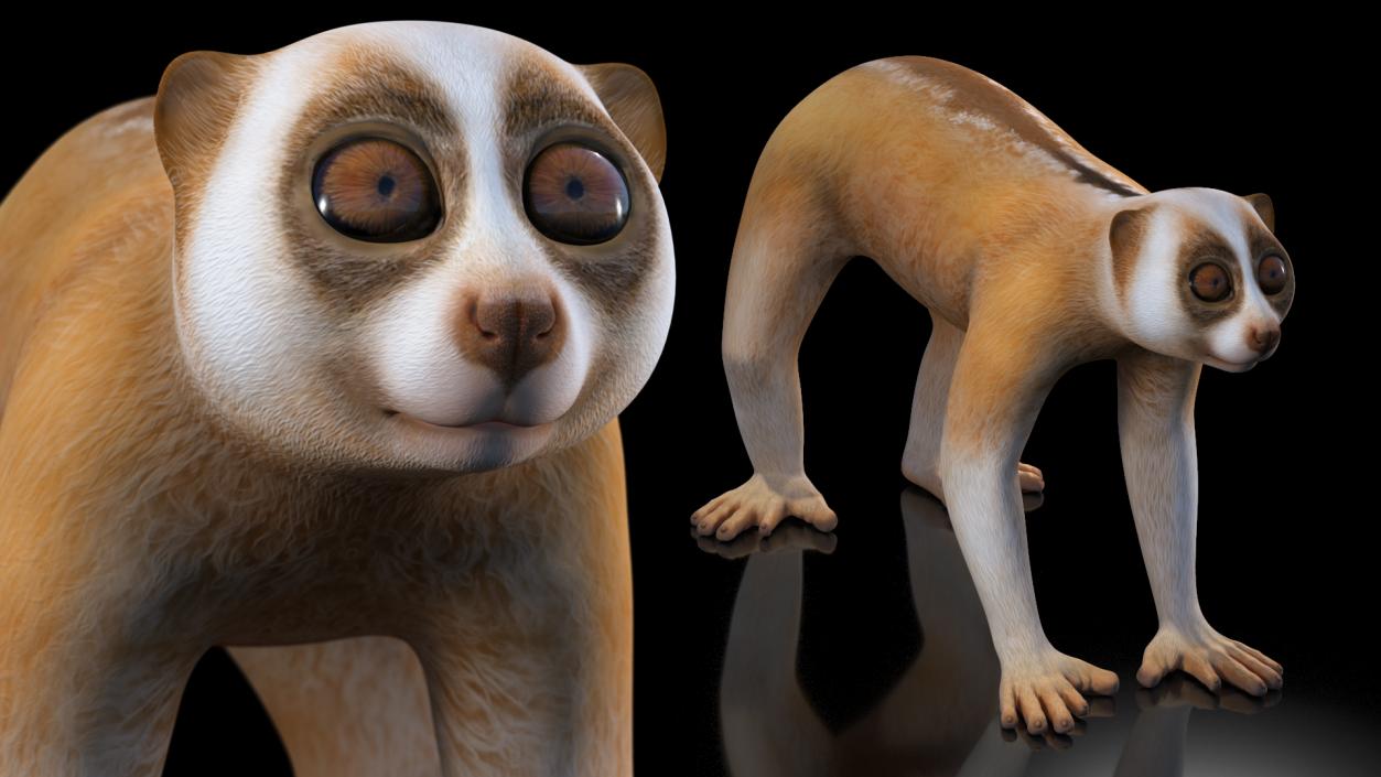 3D Lemur Slow Loris Rigged model