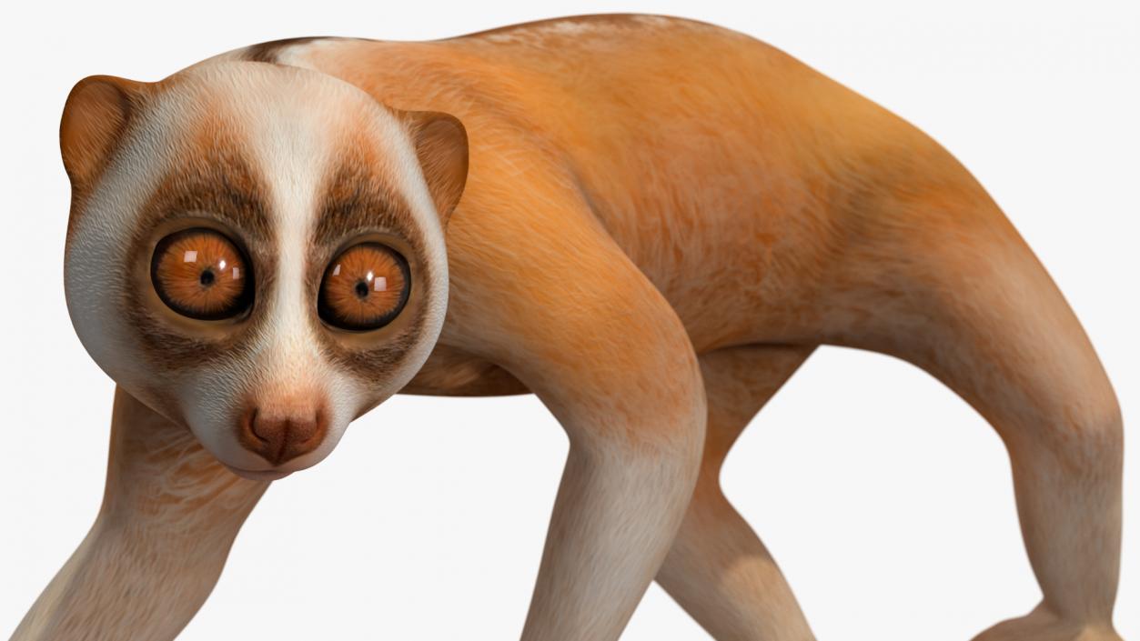 3D Lemur Slow Loris Rigged model