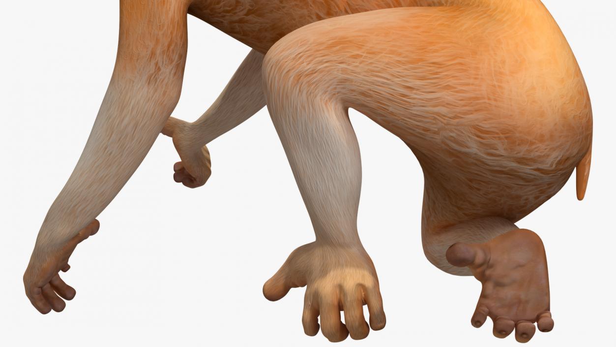 3D Lemur Slow Loris Rigged model