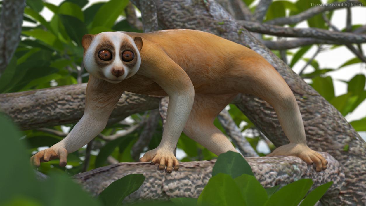 3D Lemur Slow Loris Rigged model