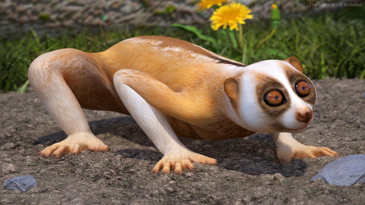 3D Lemur Slow Loris Rigged model