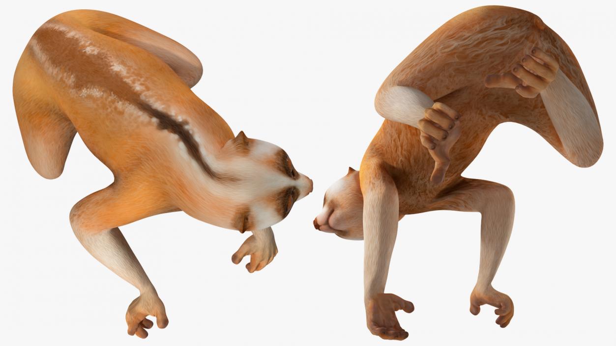 3D Lemur Slow Loris Rigged model