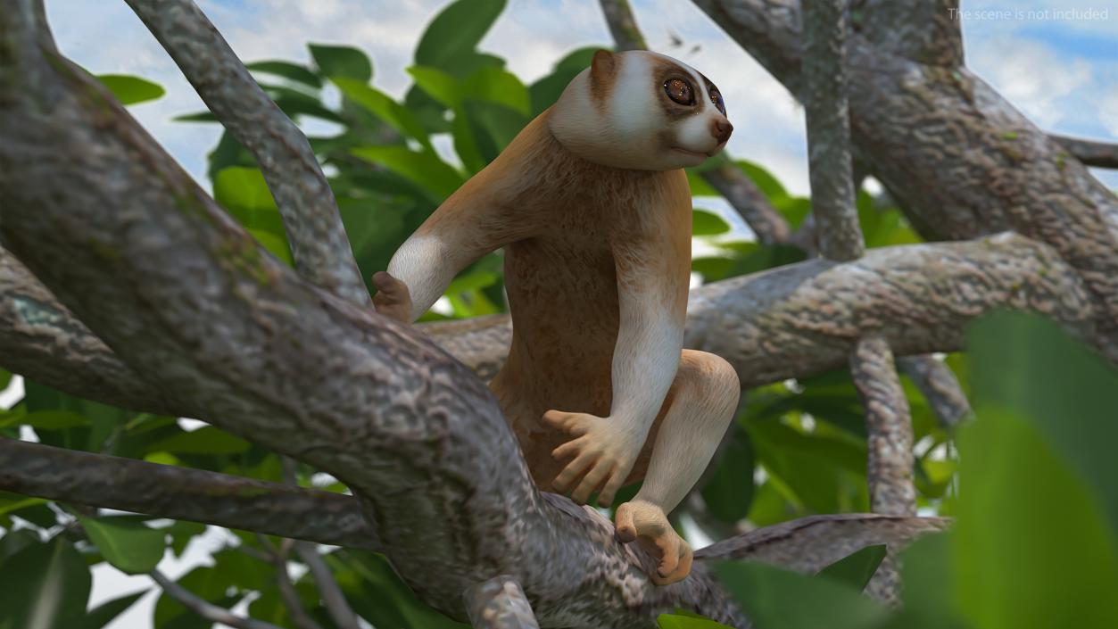 3D Lemur Slow Loris Rigged model