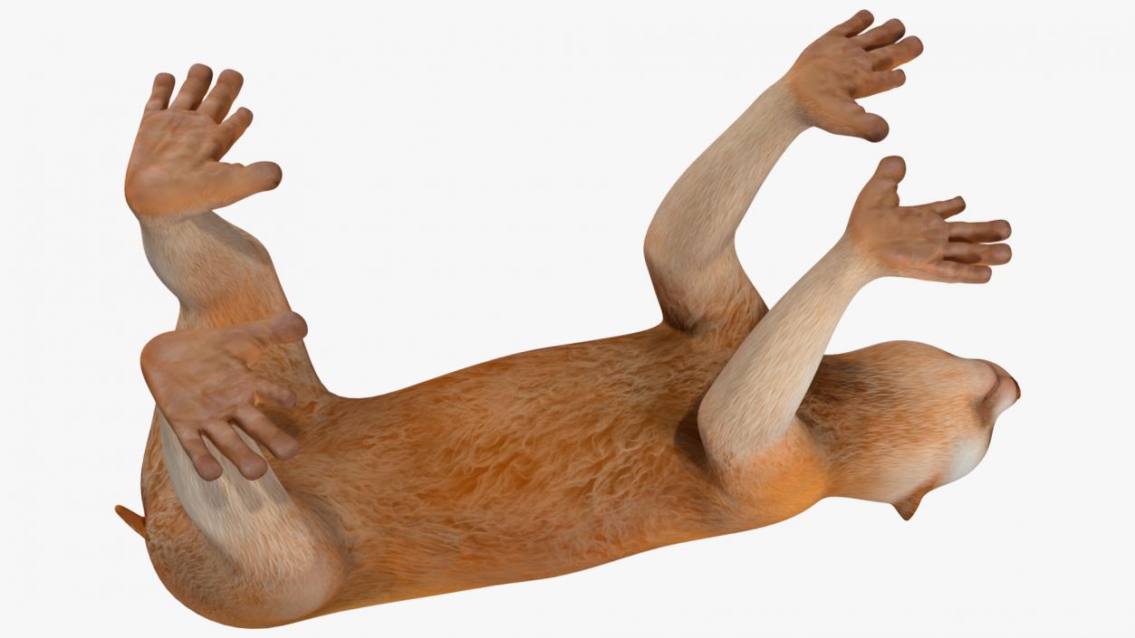 3D Lemur Slow Loris Rigged model