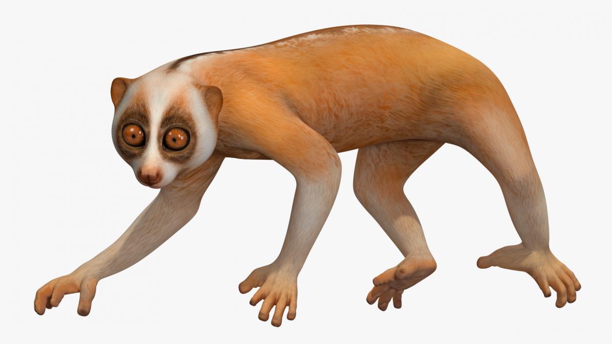 3D Lemur Slow Loris Rigged model