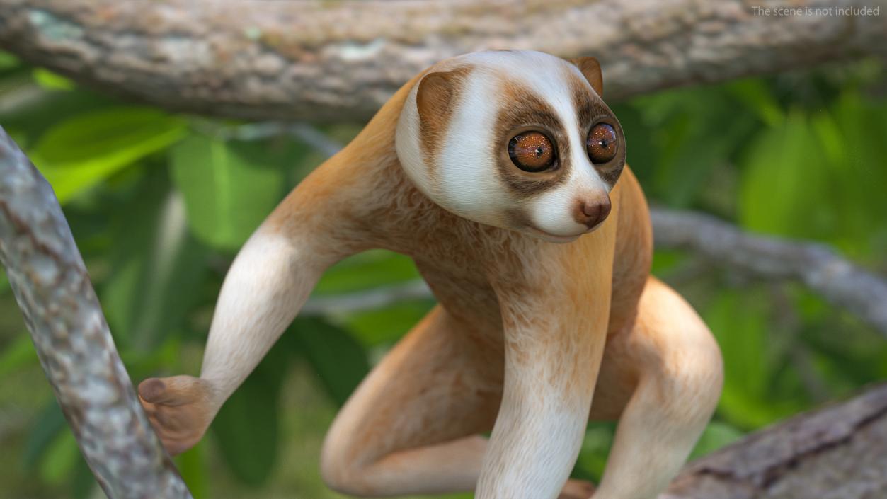 3D Lemur Slow Loris Rigged model