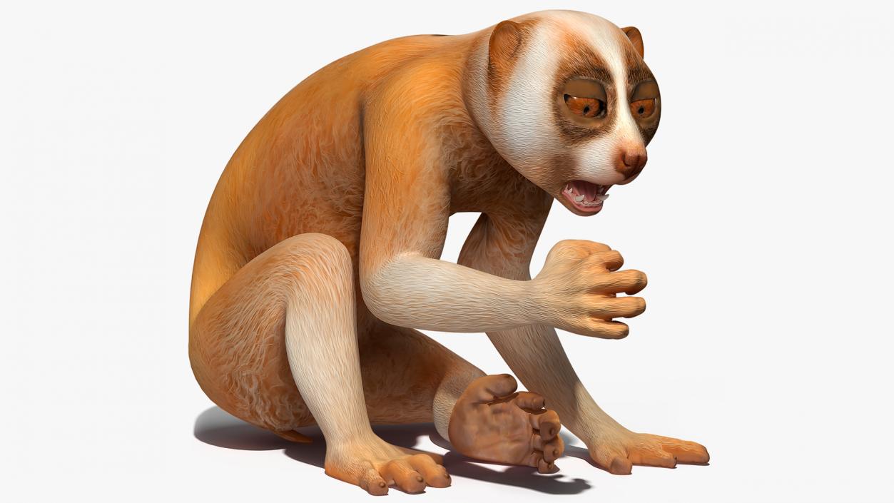 3D Lemur Slow Loris Rigged model