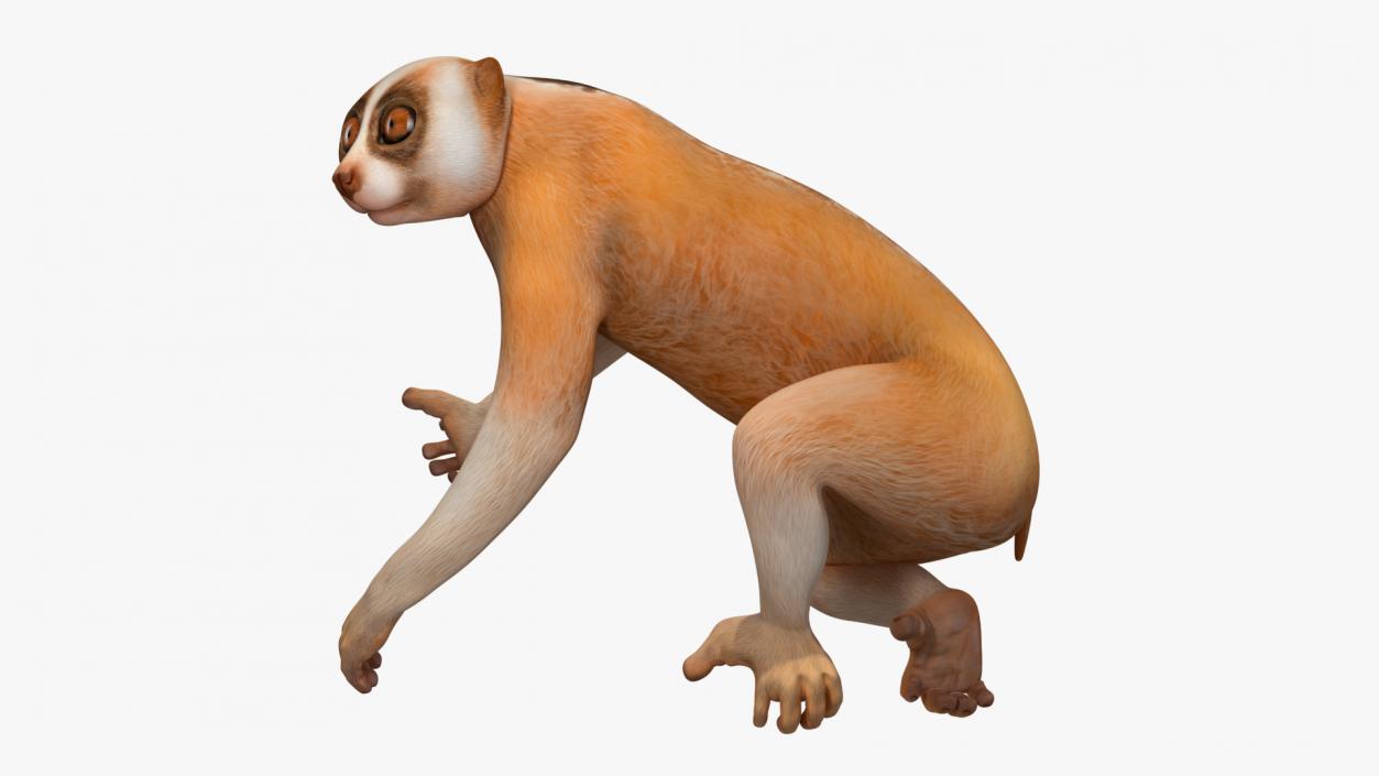 3D Lemur Slow Loris Rigged model