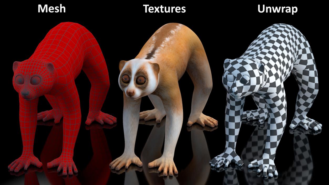 3D Lemur Slow Loris Rigged model