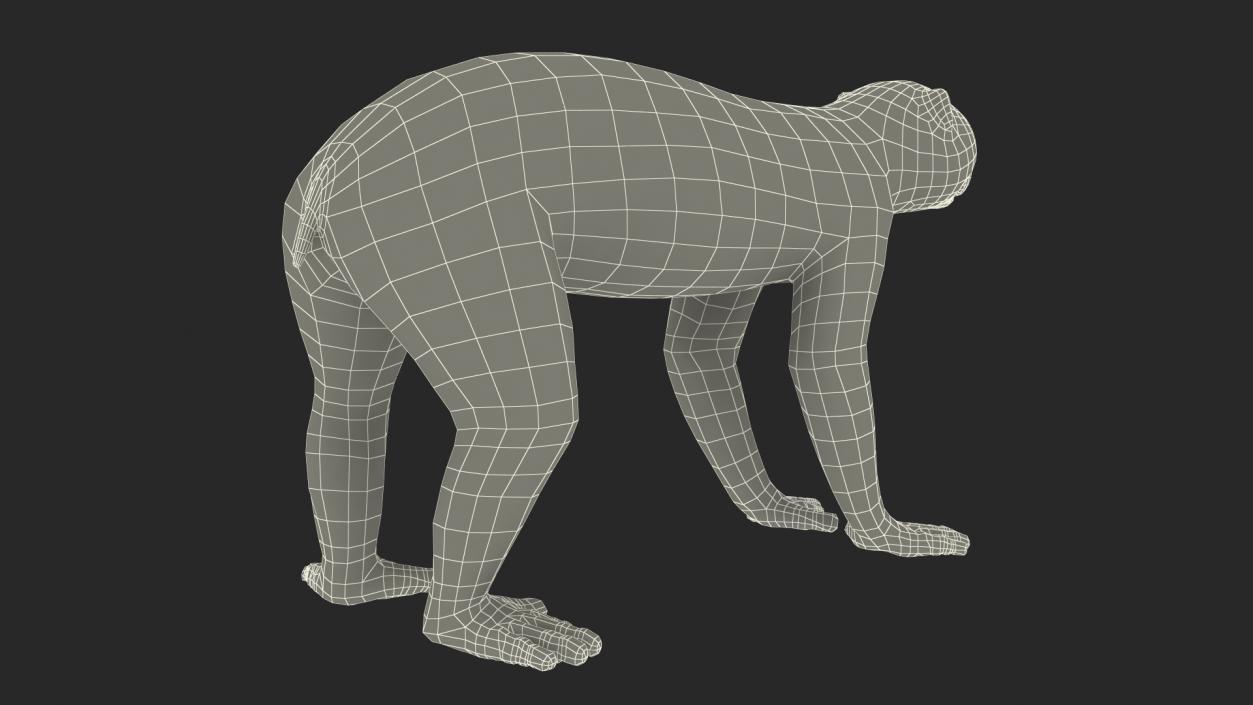 3D Lemur Slow Loris Rigged model