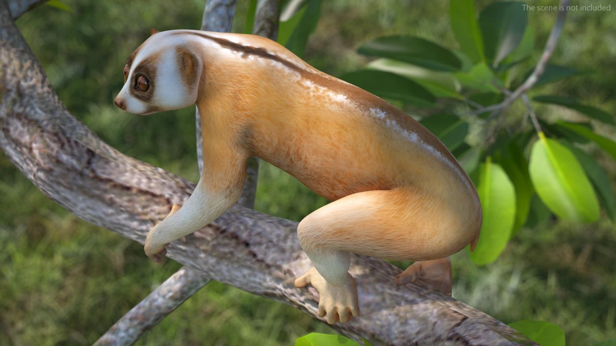 3D Lemur Slow Loris Rigged model