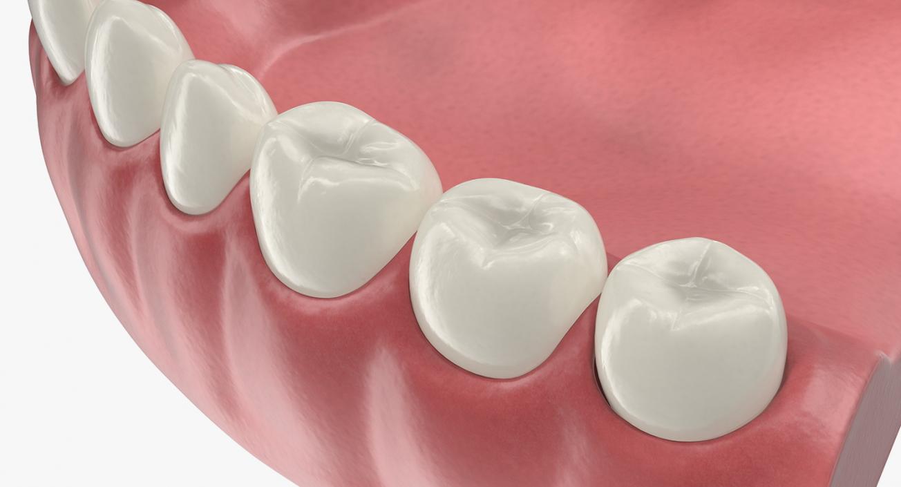 Dental Collection 4 3D model