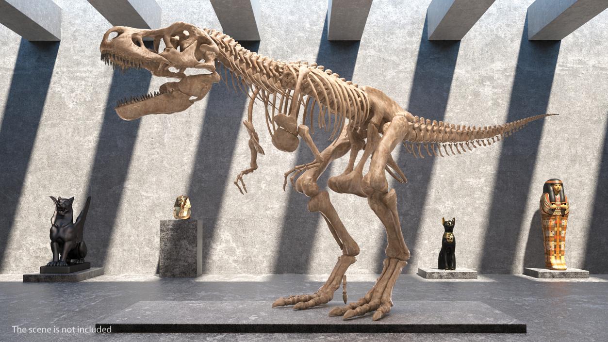 3D model Tyrannosaurus Rex Skeleton Fossil Rigged