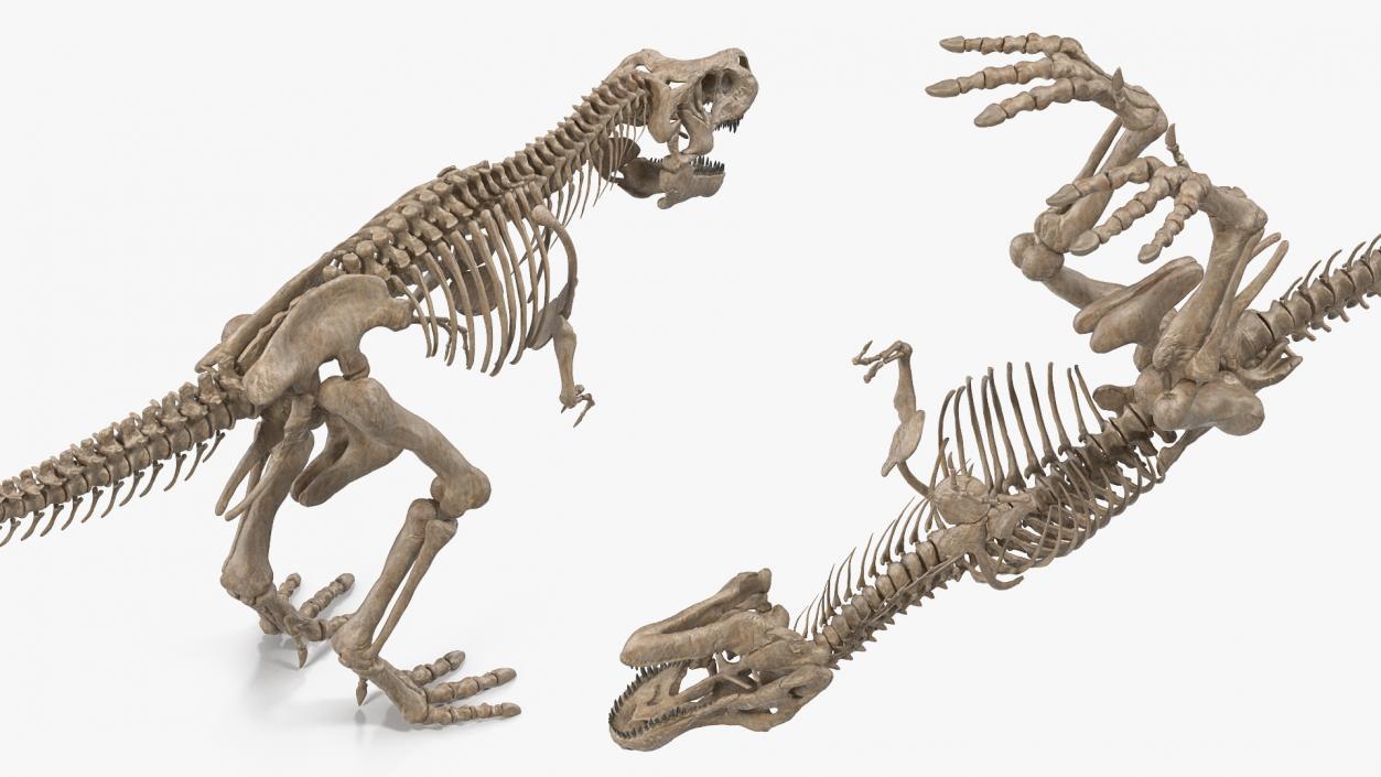 3D model Tyrannosaurus Rex Skeleton Fossil Rigged