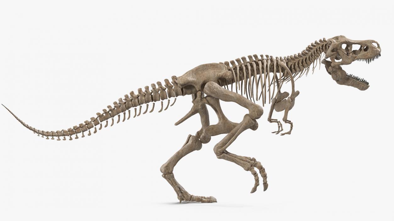 3D model Tyrannosaurus Rex Skeleton Fossil Rigged