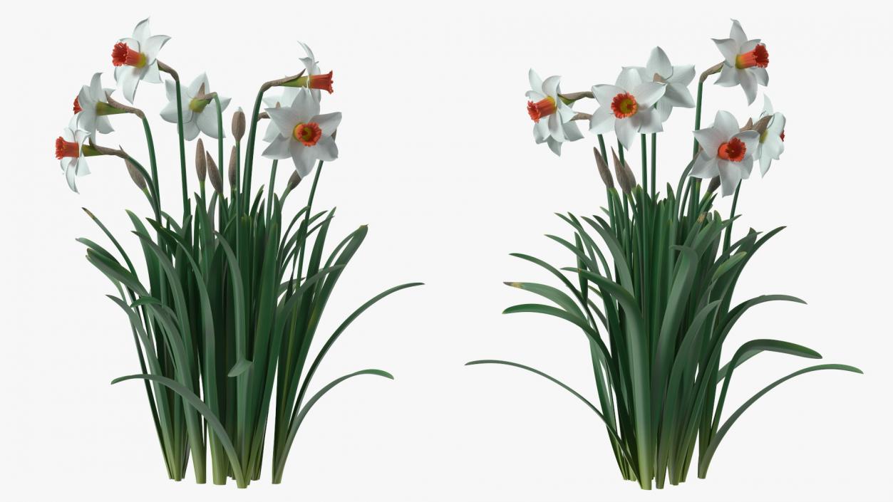 3D Growing White Jonquil