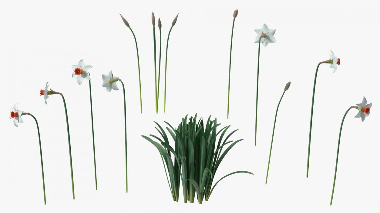 3D Growing White Jonquil