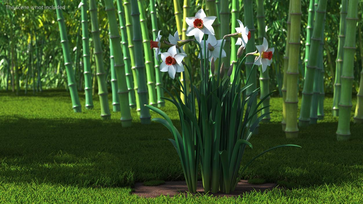 3D Growing White Jonquil