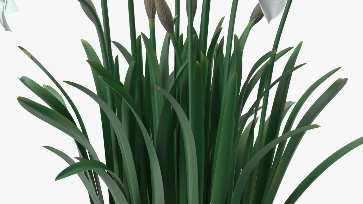 3D Growing White Jonquil