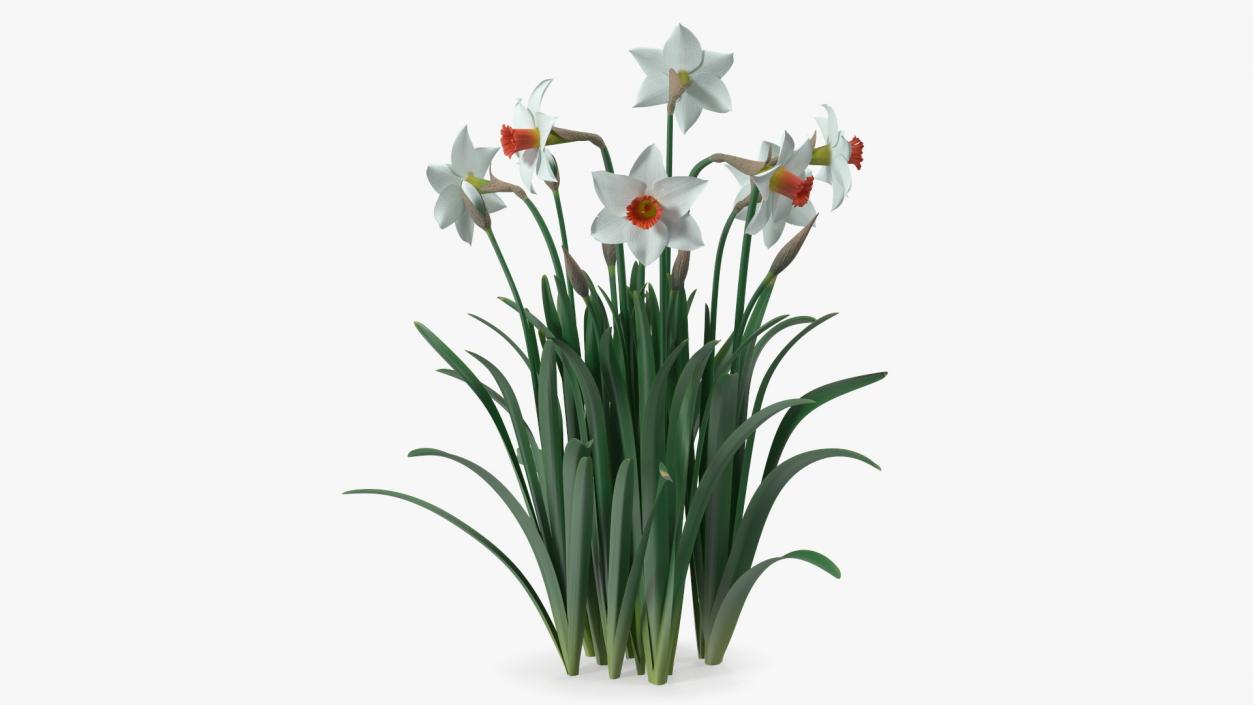 3D Growing White Jonquil