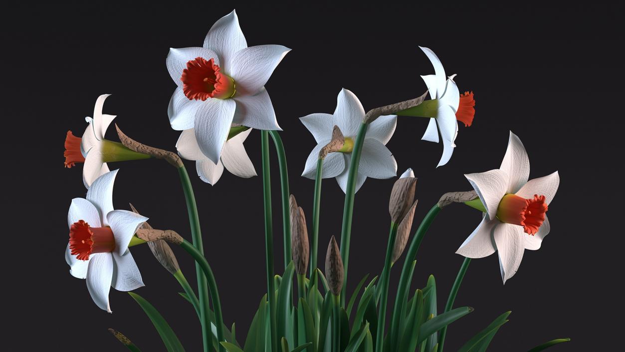 3D Growing White Jonquil