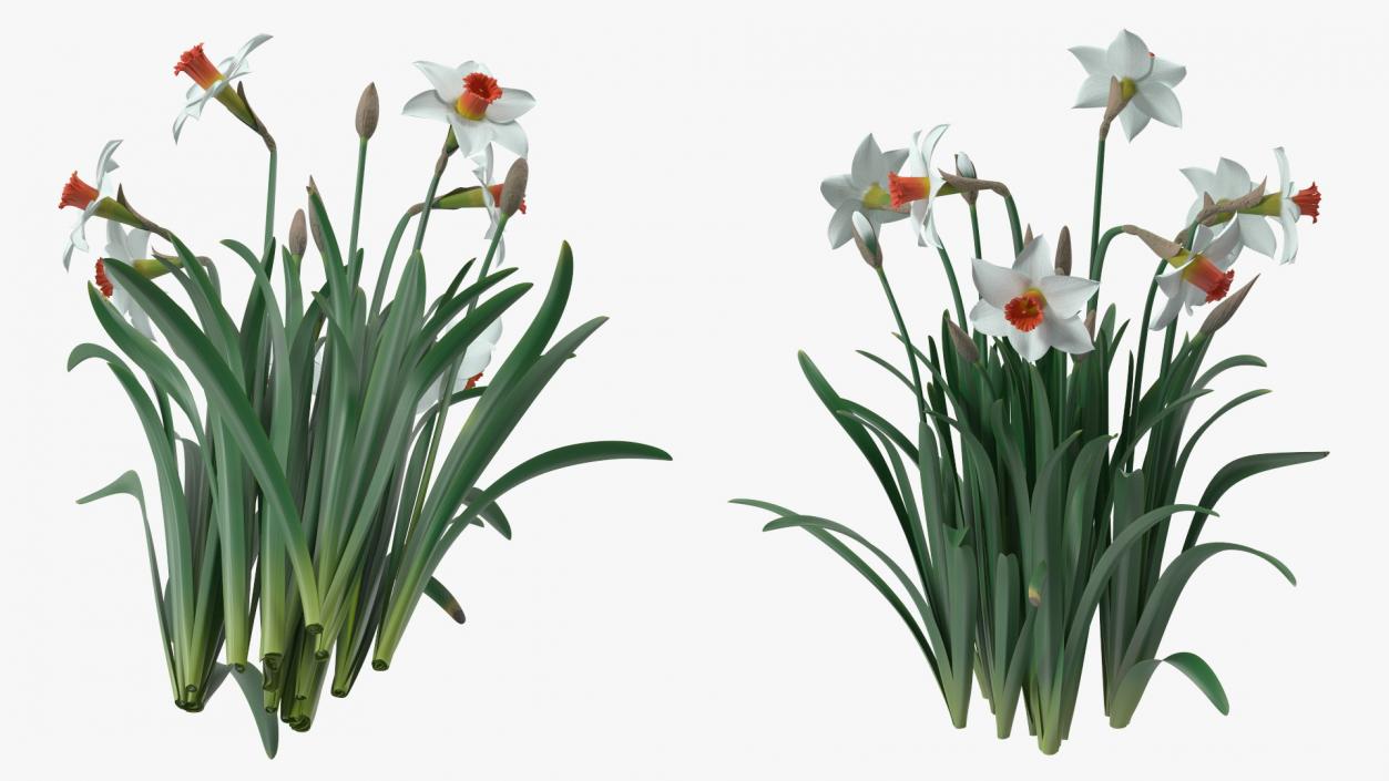 3D Growing White Jonquil