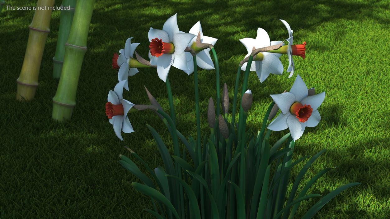 3D Growing White Jonquil