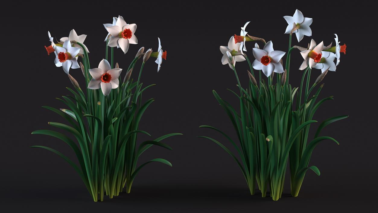 3D Growing White Jonquil