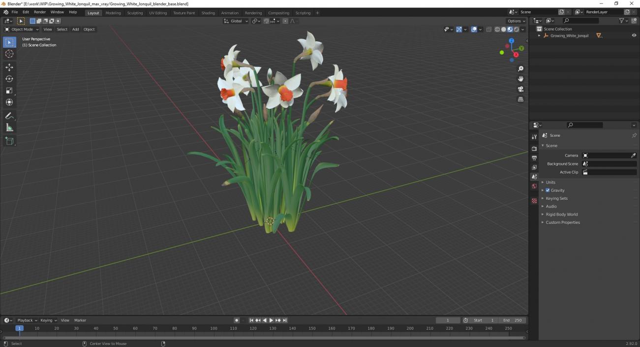 3D Growing White Jonquil