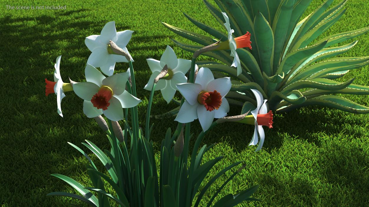 3D Growing White Jonquil