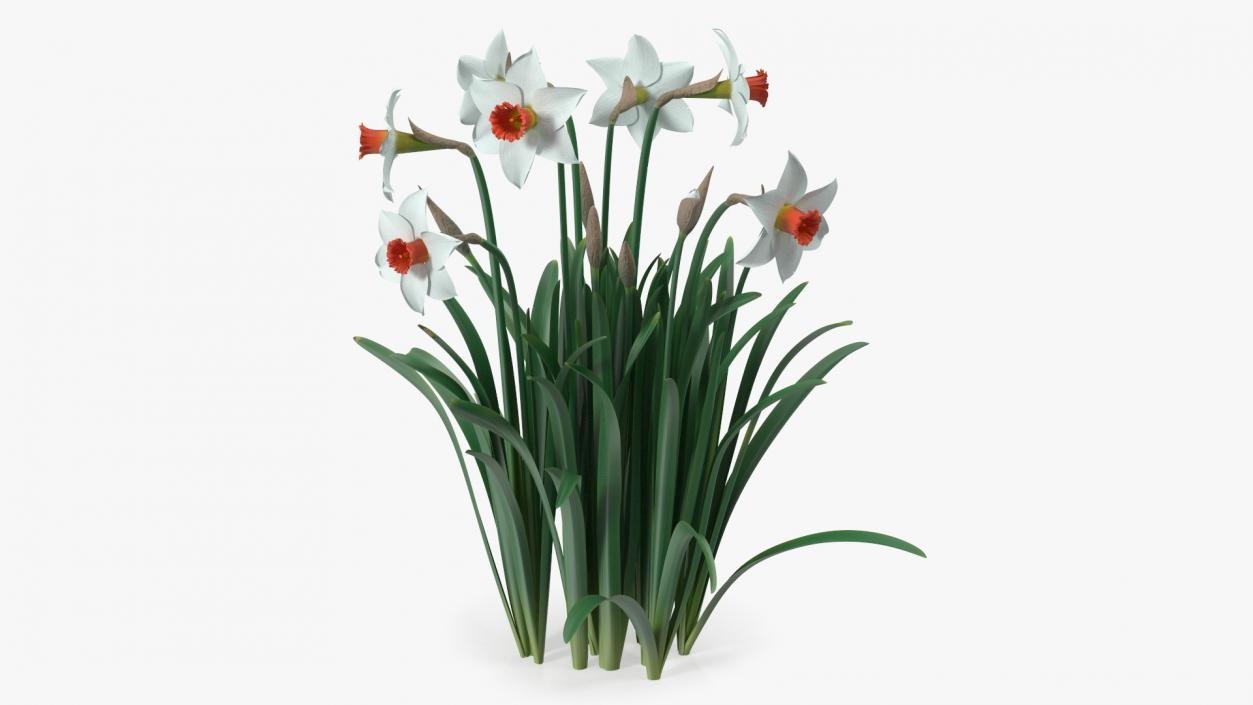 3D Growing White Jonquil