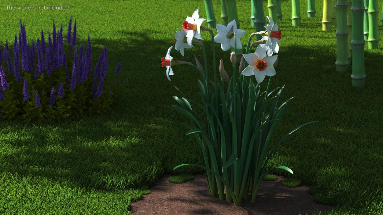 3D Growing White Jonquil