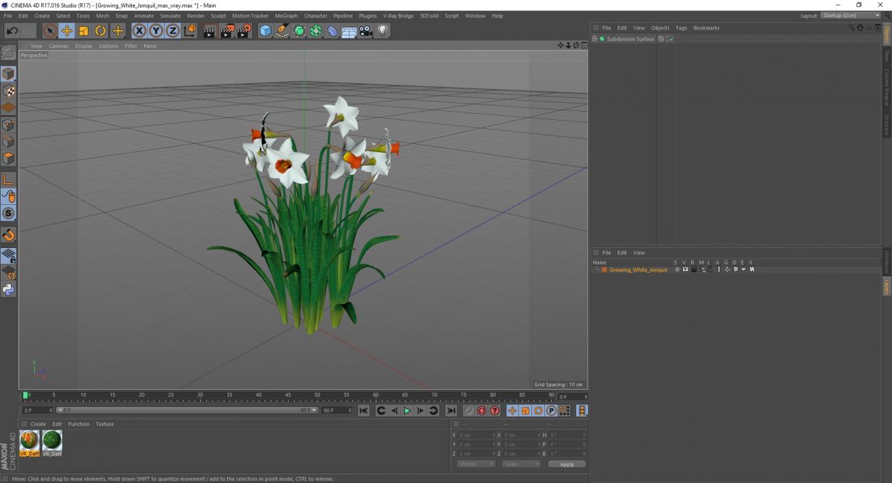 3D Growing White Jonquil