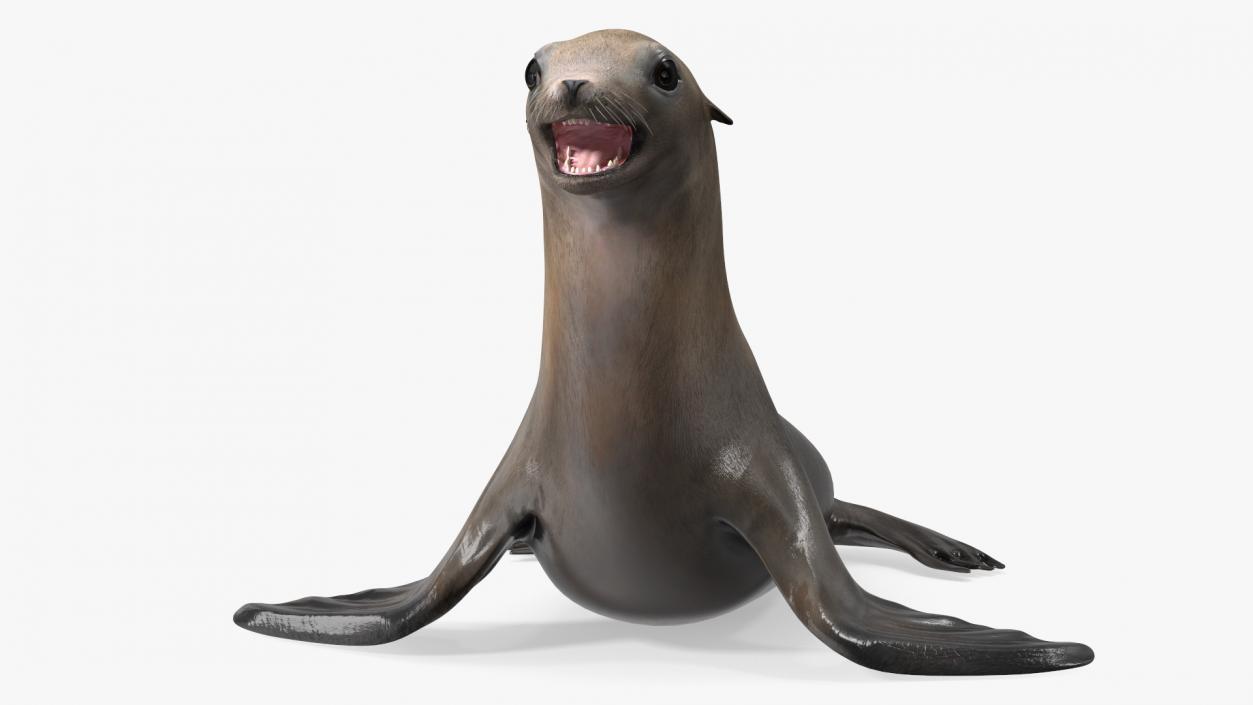 3D California Sea Lion Rigged