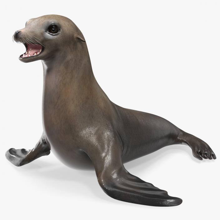 3D California Sea Lion Rigged