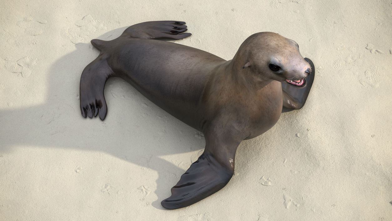 3D California Sea Lion Rigged