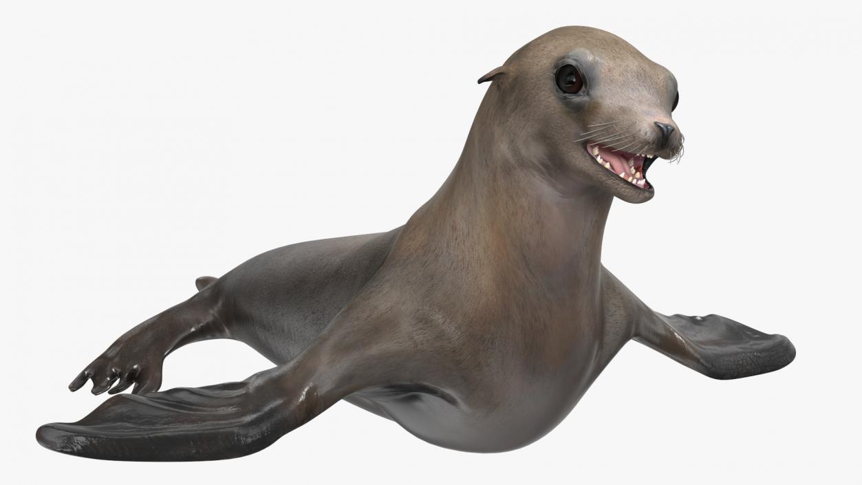 3D California Sea Lion Rigged