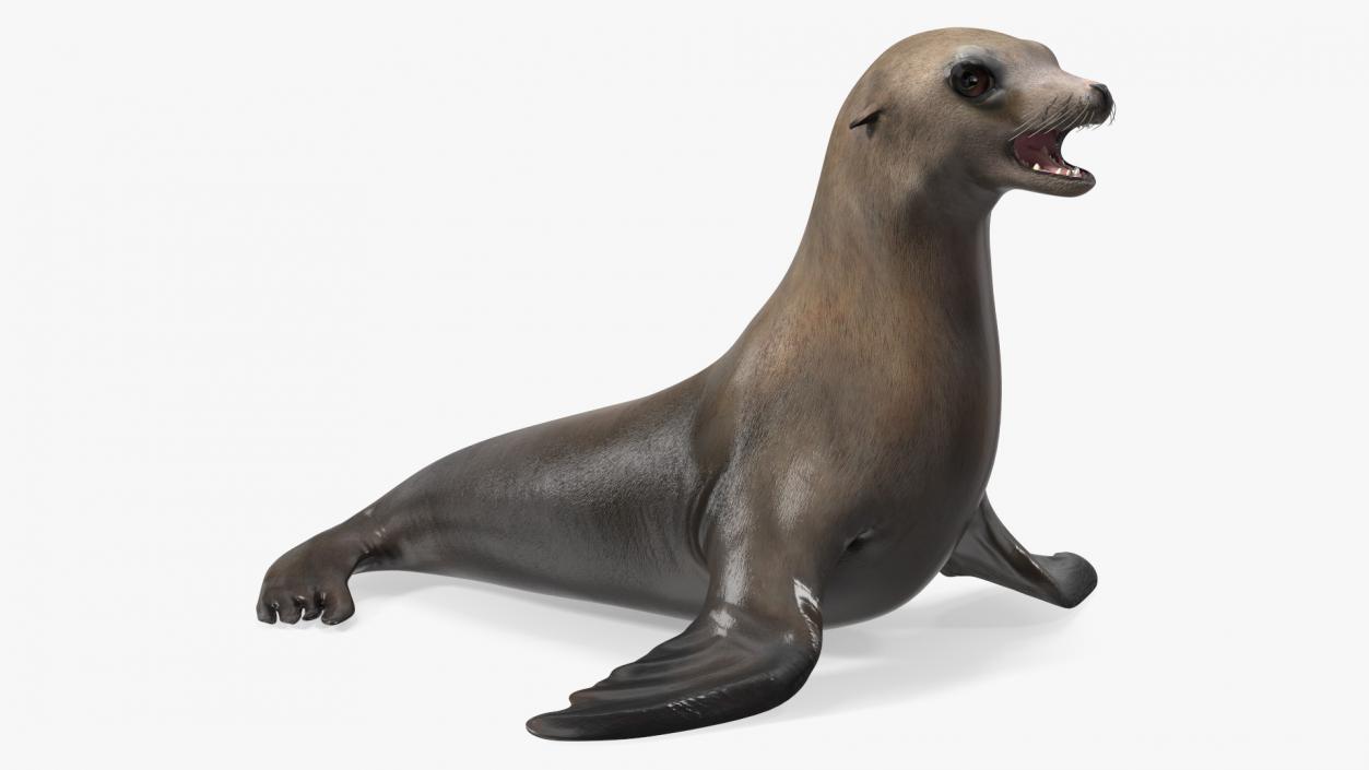 3D California Sea Lion Rigged