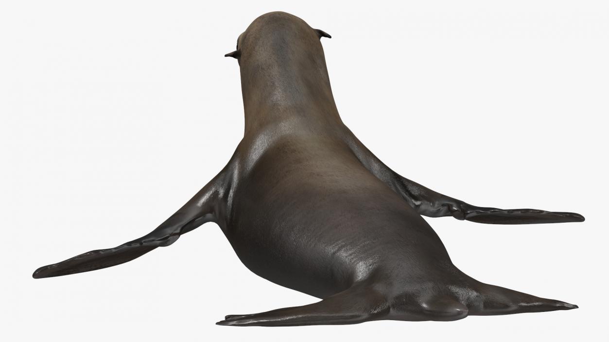 3D California Sea Lion Rigged