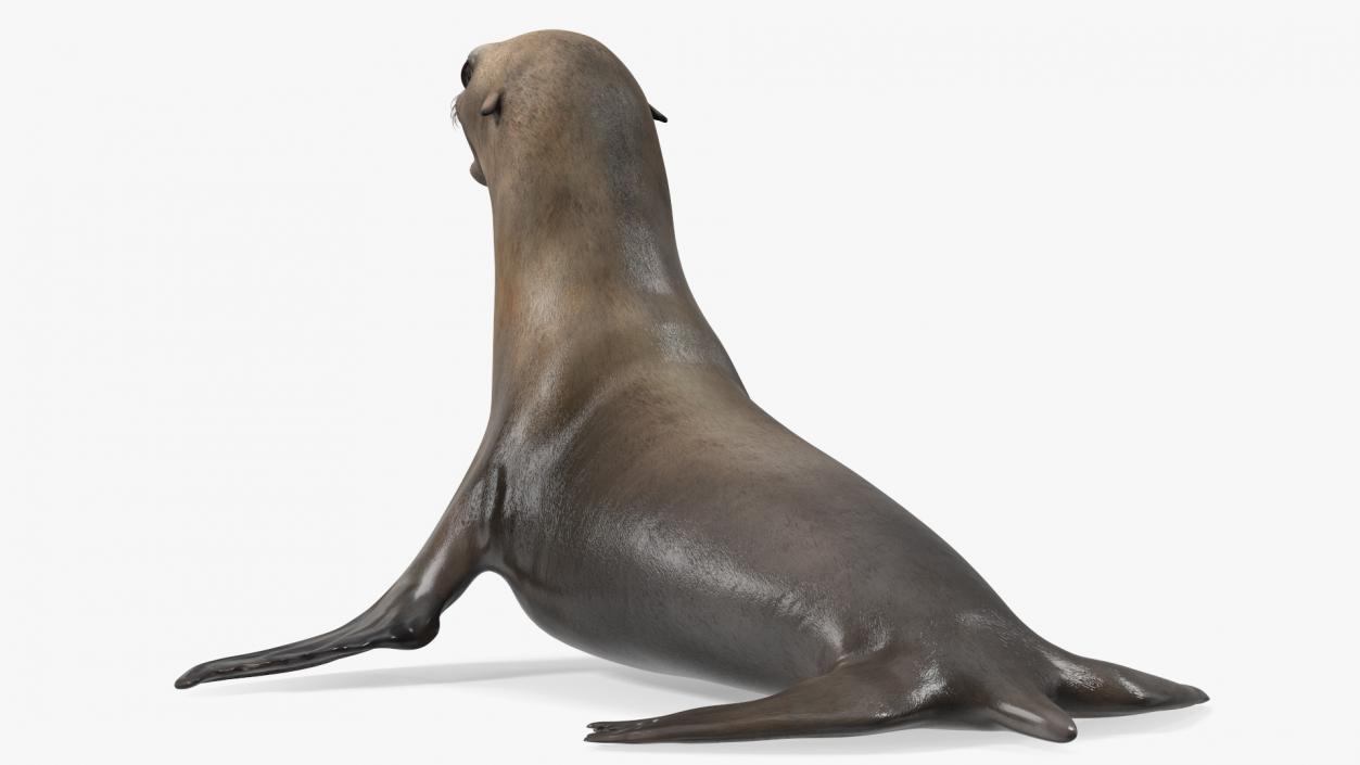 3D California Sea Lion Rigged