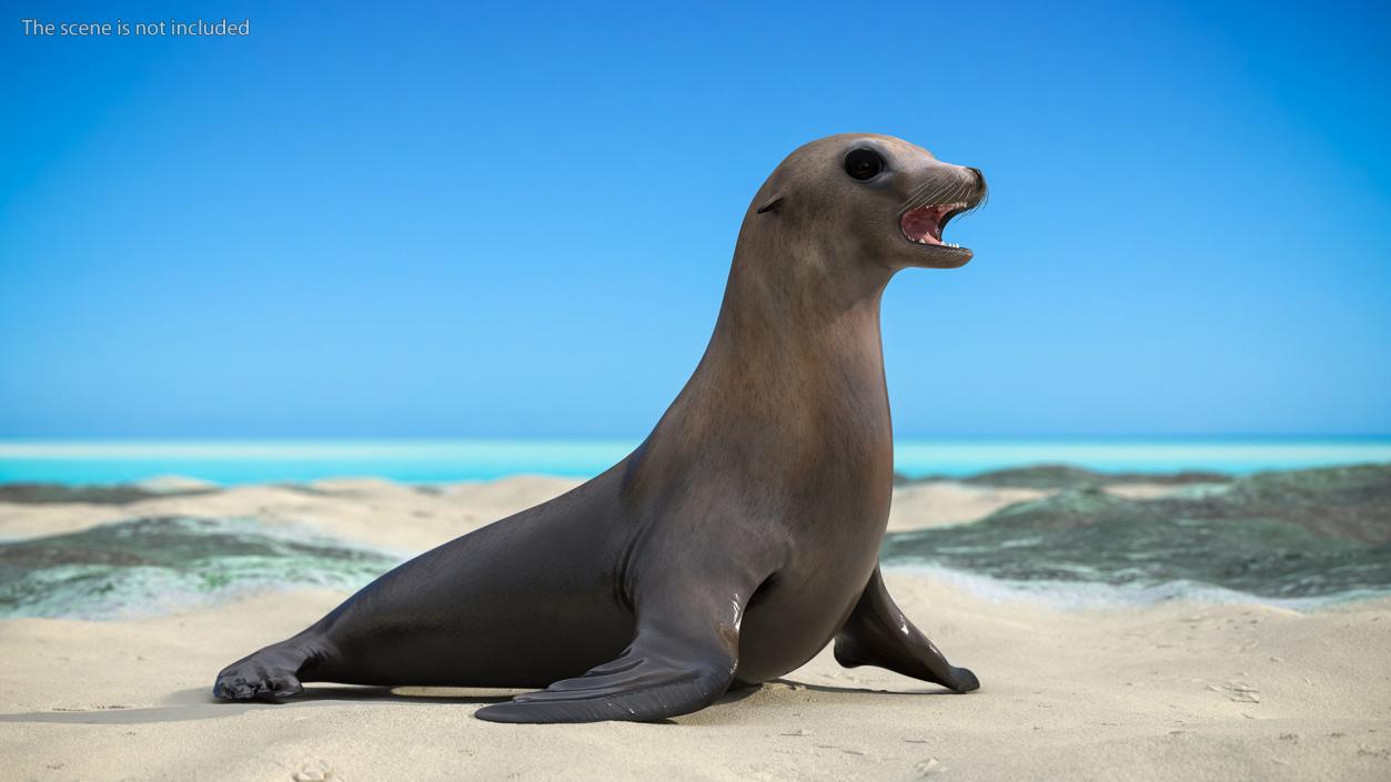 3D California Sea Lion Rigged