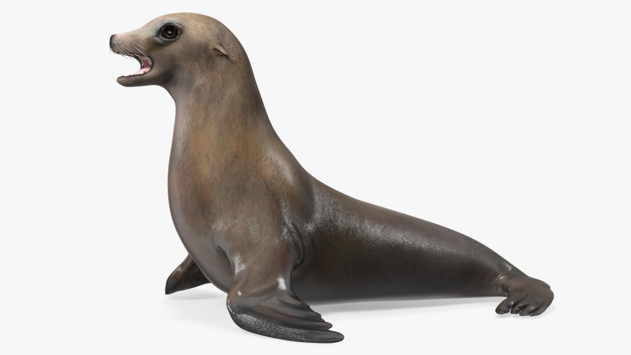 3D California Sea Lion Rigged