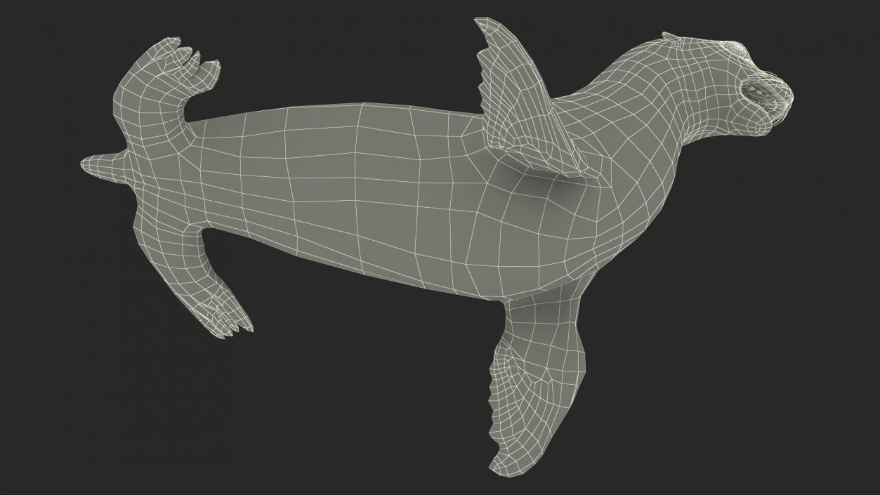 3D California Sea Lion Rigged