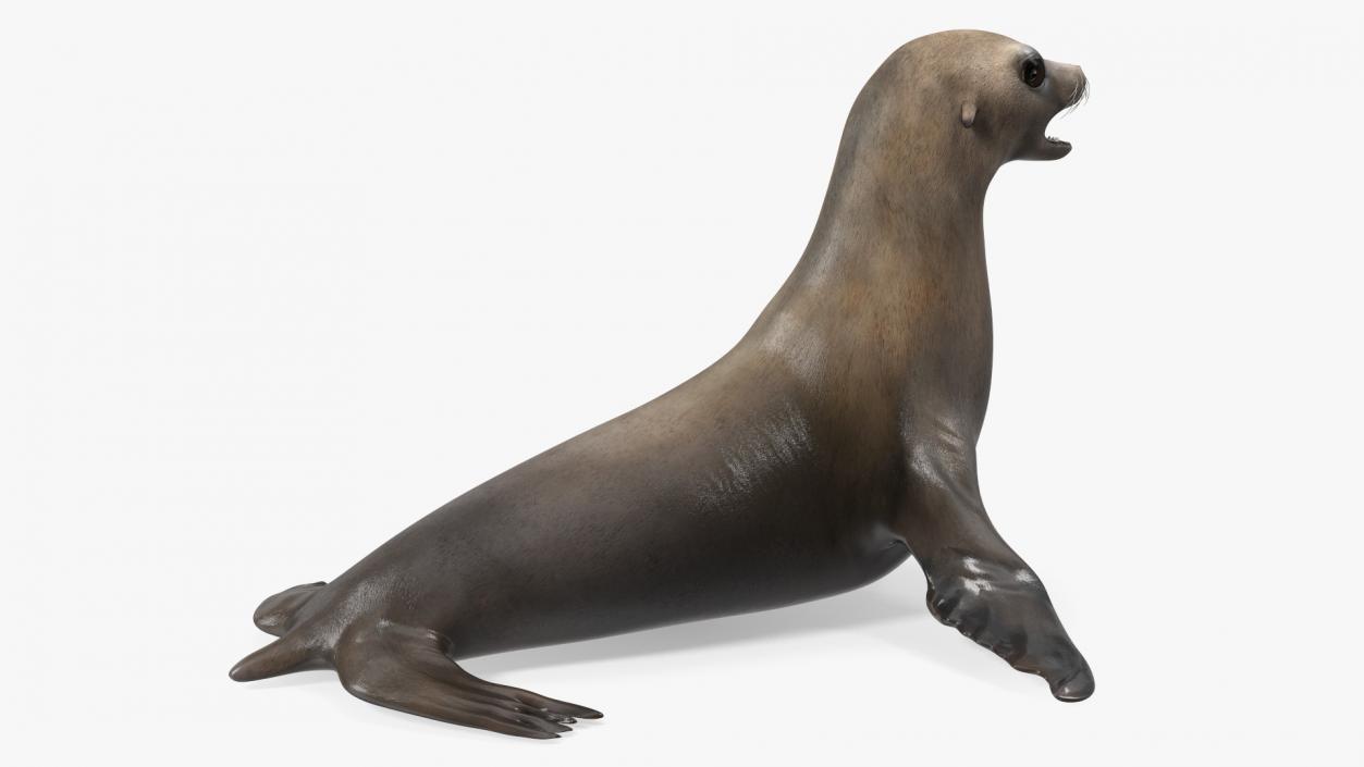 3D California Sea Lion Rigged