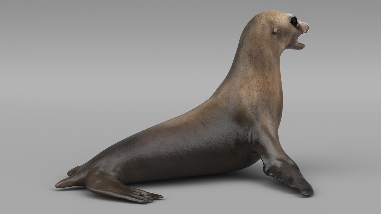 3D California Sea Lion Rigged