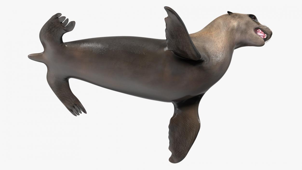 3D California Sea Lion Rigged