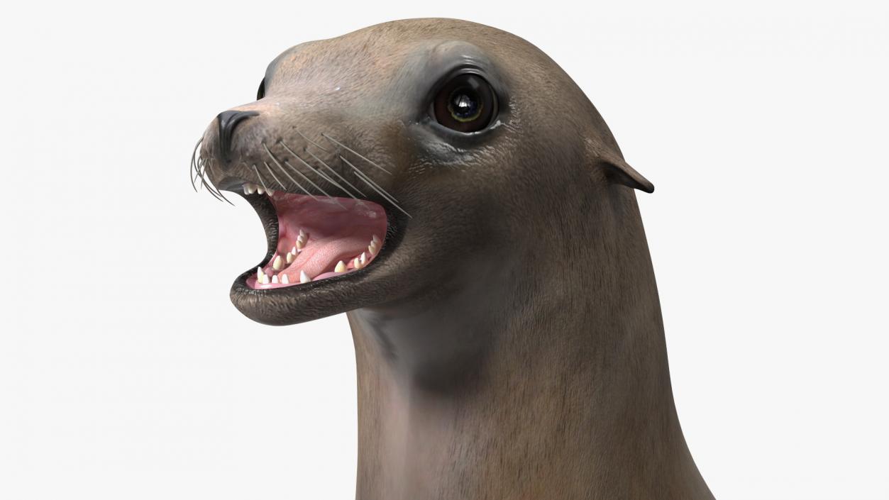 3D California Sea Lion Rigged