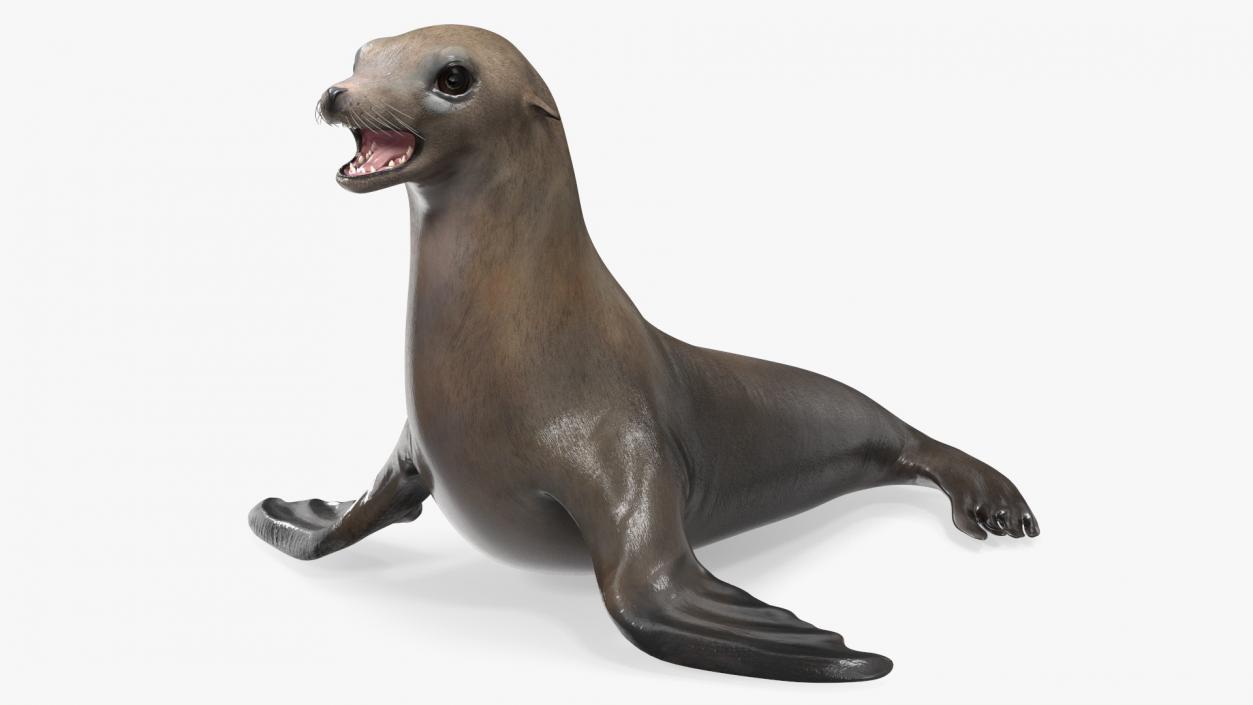 3D California Sea Lion Rigged